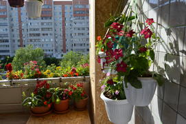 Балкон украшенный цветущими комнатными растениями 