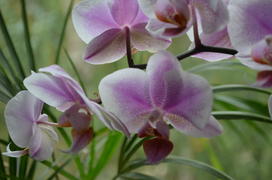 Орхидное Phalaenopsis: часть соцветия