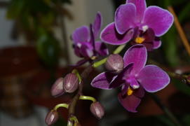 Бутоны фиолетовой орхидеи 