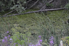 Зеленое заросшее тиной болото 