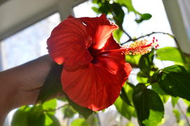  Hibiscus гибискус: ручной цветок