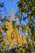 Береза повислая или бородавчатая ( Betula pendula Roth.): крона с желтыми листьями)