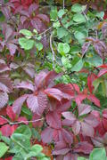 Осень: бордовые листья дикого винограда