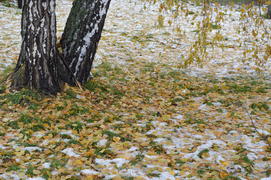 Первый снег на пожелтевшей осенней листве 