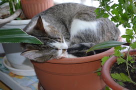 Кошка спит в горшке из под растений 