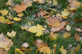 Опавшая на траву пожелтевшая листва с деревьев