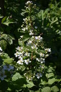 Ежеви́ка гига́нтская, армя́нская или гимала́йская (лат. Rúbus armeniácus): ветви с белыми цветами