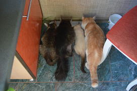 Четыре кота обедают 