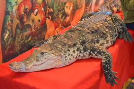 Крокодил лежит на табурете в цирке