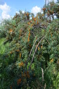 Облепииха (Hippóphae) сем.: Elaeagnaceae: куст с оранжевыми ягодами