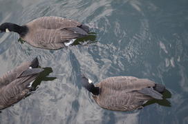 Серые утки плавают по воде 