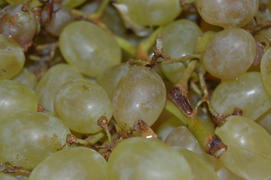 Гроздья белого винограда 