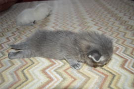 Серый дымчатый  котенок в полоску