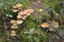 Лесные грибы 
