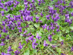Фиолетовые цветы фиалки на фоне зеленой листвы 