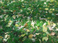 Желтые листья на зеленой траве 