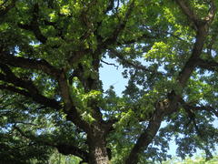 Столетний дуб покрытый молодой листвой