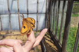 Первая бабочка