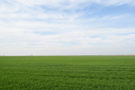 Поле молодой пшеницы весной. Ландшафт поля и небо.