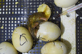 Hatching of eggs of ducklings of a musky duck in an incubator. Cultivation of poultry