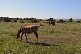 The grazed horses. A pasture of horses on land grounds