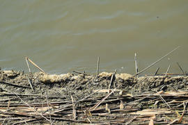 Old reeds nailed a wave to the shore. Irrigation canal