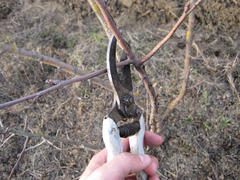 Pruning shears trees. Work in the garden of. Cutting branches, restoring order. Caring for the trees