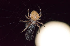 Araneus Spider on the background of the moon. Night spider on its web