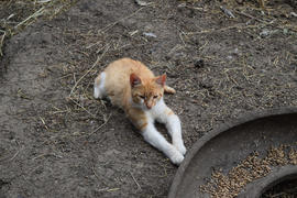 Cat lying on the ground. Cat near the chicken feeders