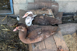 The musky duck. The maintenance of musky ducks in a household