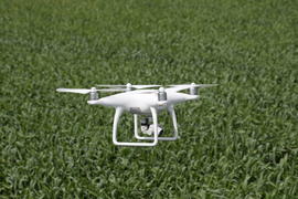 Flying white quadrocopters  over a field of wheat. Flying gadget for video.