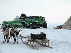 Reindeers in a team. Life of deer on Yamal