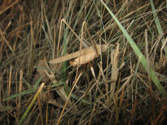 grasshopper in a native habitat. Wrecker of agriculture