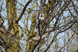 Two turtledoves on the branches of an apricot. Pigeons, male and female form a pair of spring