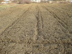 Disc harrow plow the garden. Private infield. Caring for the soil. Preparation for sowing