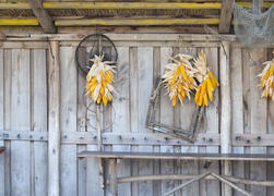 Спелые кукурузные початки, висящие на деревянной стене.