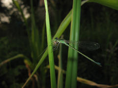 the blue dragonfly sits on a grass on a meadow