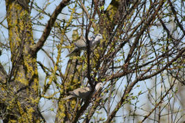 Two turtledoves on the branches of an apricot. Pigeons, male and female form a pair of spring