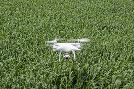 Flying white quadrocopters  over a field of wheat. Flying gadget for video.