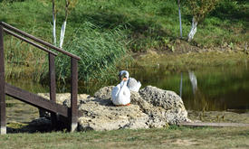 Керамические лебеди  на камнях у берега озера 