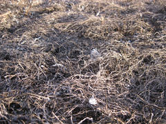 Background from the ashes of the burnt grass. Plant ash on the field after the fire burned