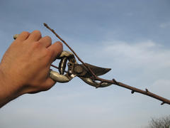 Pruning shears trees. Work in the garden of. Cutting branches, restoring order. Caring for the trees