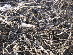 Background from the ashes of the burnt grass. Plant ash on the field after the fire burned