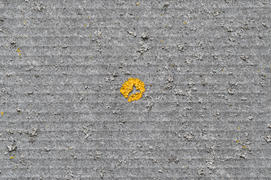 Yellow lichen on a flat sheet of slate gray. Background of slate