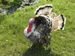 Male of a turkey. The maintenance of poultry in private enterprise