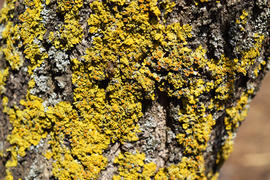 Yellow and gray lichens on tree bark. The symbiosis of algae and fungus