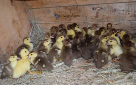 Ducklings of a musky duck. Ducklings of a musky duck in the shelter with hay on a floor and a box