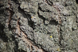Background from tree bark. Texture of old thick bark on a tree trunk