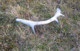 Reindeer horn. Here in such look deer dump horns