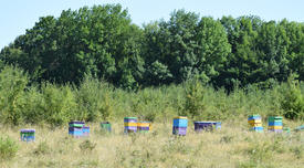 Colourful beehives. Small apiary in the foothills